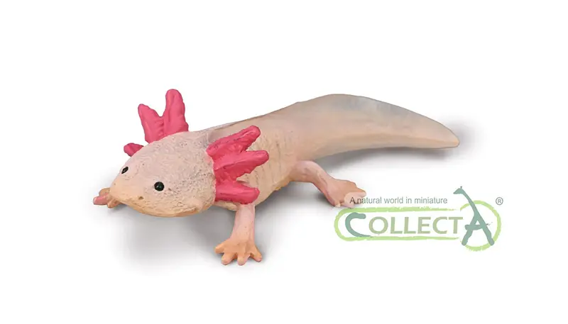 CollectA - 80015 - AXOLOTL (M)