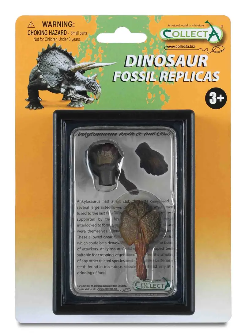 CollectA - 89287 - ANKYLOSAURUS ZAHN UND SCHWANZKEULE, Display-Kästchen